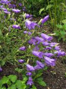 Sodo Gėlės Campanula, Varpelis violetinė