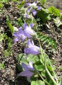 Campanula, Bellflower (lilás)
