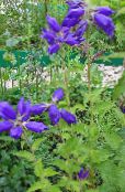 Zahradní květiny Campanula, Zvonek modrý