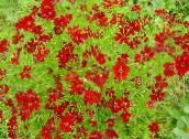 Hage Blomster Goldmane Tickseed, Coreopsis drummondii rød