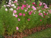 Flores do Jardim Cosmos rosa