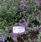 Sodo Gėlės Kačių Mėtos, Nepeta violetinė