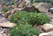 Flores de jardín Cotula amarillo