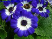Záhradné kvety Cinerárie Kvetinárske, Pericallis x hybrida modrá