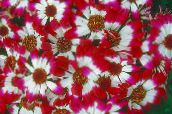 Vrtno Cvetje Cineraria Cvetličarna, Pericallis x hybrida rdeča
