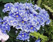 Zahradní květiny Cinerárie Květinářské, Pericallis x hybrida světle modrá