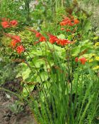 Flores do Jardim Crocosmia vermelho