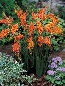 les fleurs du jardin Crocosmia orange