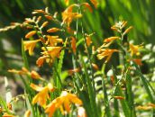 I fiori da giardino Crocosmia giallo