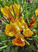 Bahçe çiçekleri Erken Çiğdem, Tommasini En Çiğdem, Kar Çiğdem, Tommies, Crocus sarı