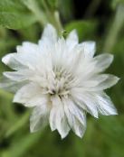 Flores de jardín Eterno, Siempreviva, Strawflower, Papel, Margarita Eterno, Xeranthemum blanco