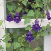 Garden Flowers Twining Snapdragon, Creeping Gloxinia, Asarina purple