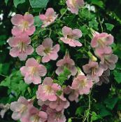 I fiori da giardino Gemellaggio Snapdragon, Strisciante Gloxinia, Asarina rosa