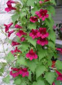 I fiori da giardino Gemellaggio Snapdragon, Strisciante Gloxinia, Asarina rosso