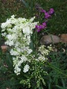 Záhradné kvety Meadowsweet, Dropwort, Filipendula biely