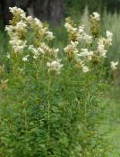 Záhradné kvety Meadowsweet, Dropwort, Filipendula biely