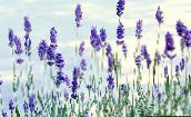 Garden Flowers Lavender, Lavandula blue