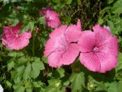Ogrodowe Kwiaty Lavatera, Lavatera trimestris różowy