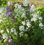 Flores de jardín Alhelí, Cheiranthus blanco