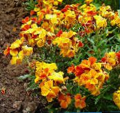 Bahçe çiçekleri Wallflower, Cheiranthus turuncu