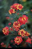 Tuin Bloemen Lantana rood