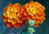 I fiori da giardino Lantana arancione