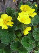 Ogrodowe Kwiaty Bloodroot, Potentilla żółty