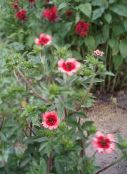 Ogrodowe Kwiaty Bloodroot, Potentilla różowy