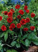 Sodo Gėlės Sidabražolės, Potentilla raudonas