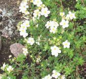 Flores do Jardim Cinquefoil, Potentilla branco