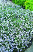 les fleurs du jardin Laurentia, Isotoma bleu ciel