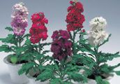 Kerti Virágok Kertészeti Készletek, Matthiola incana burgundia