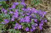Λουλούδια κήπου Καθρέφτη Της Αφροδίτης, Legousia speculum-veneris πασχαλιά