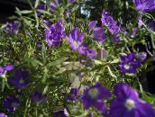 Flores de jardín Venus Del Espejo ', Legousia speculum-veneris púrpura