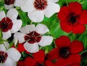Λουλούδια κήπου Scarlet Λινάρι, Κόκκινο Λινάρι, Ανθοφορία Λινάρι, Linum grandiflorum λευκό