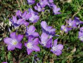 I fiori da giardino Linum Perenne lilla