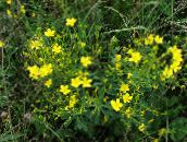Zahradní květiny Linum Trvalka žlutý