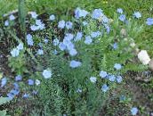 Garden Flowers Linum perennial light blue