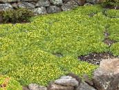 Puutarhakukat Azorella, Azorella Compacta vihreä