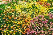 Zahradní květiny Falešné Dětské Hvězdy, Leptosiphon žlutý