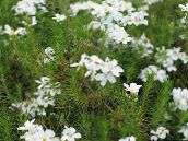 Garden Flowers False Baby Stars, Leptosiphon white
