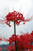 Баштенске Цветови Паук Љиљан, Изненађење Лили, Lycoris црвено