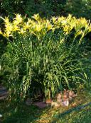Flores de jardín Daylily, Hemerocallis amarillo
