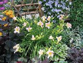 Ogrodowe Kwiaty Dzień-Lily, Hemerocallis różowy