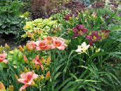 Hage Blomster Daylily, Hemerocallis burgunder