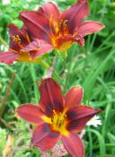 Hage Blomster Daylily, Hemerocallis rød