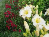 Hage Blomster Daylily, Hemerocallis hvit