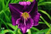 Daylily (purpurne)