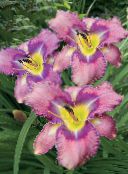 Ogrodowe Kwiaty Dzień-Lily, Hemerocallis liliowy