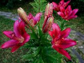 Flores do Jardim Lírio Os Híbridos Asiáticos, Lilium borgonha